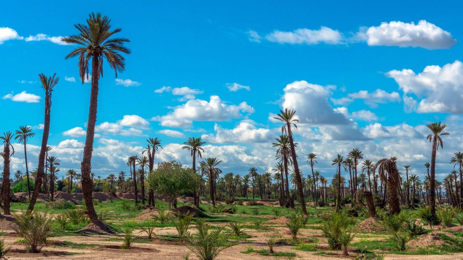Best Time to Visit Marrakech