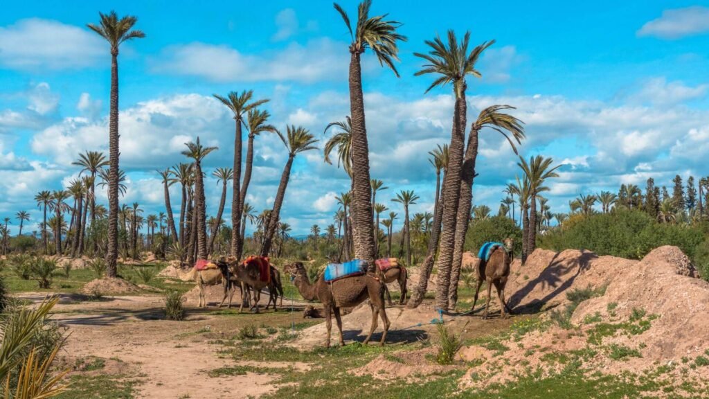 Découvrir la Palmeraie