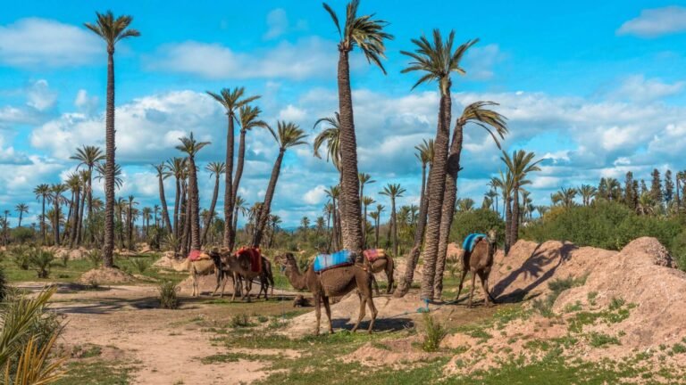 Découvrir la Palmeraie
