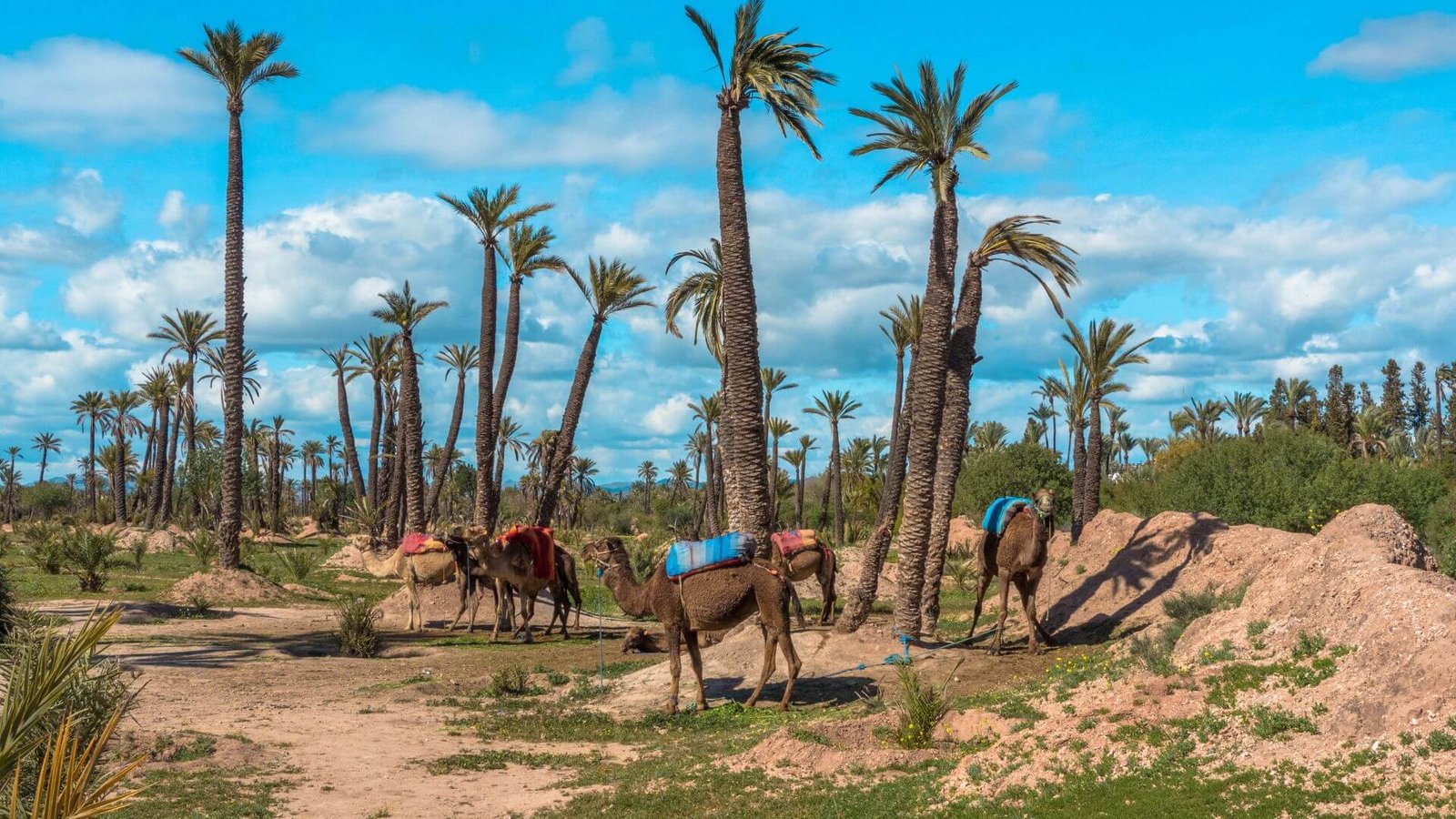 Experience the Palmeraie