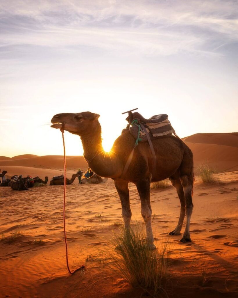 Sahara Desert