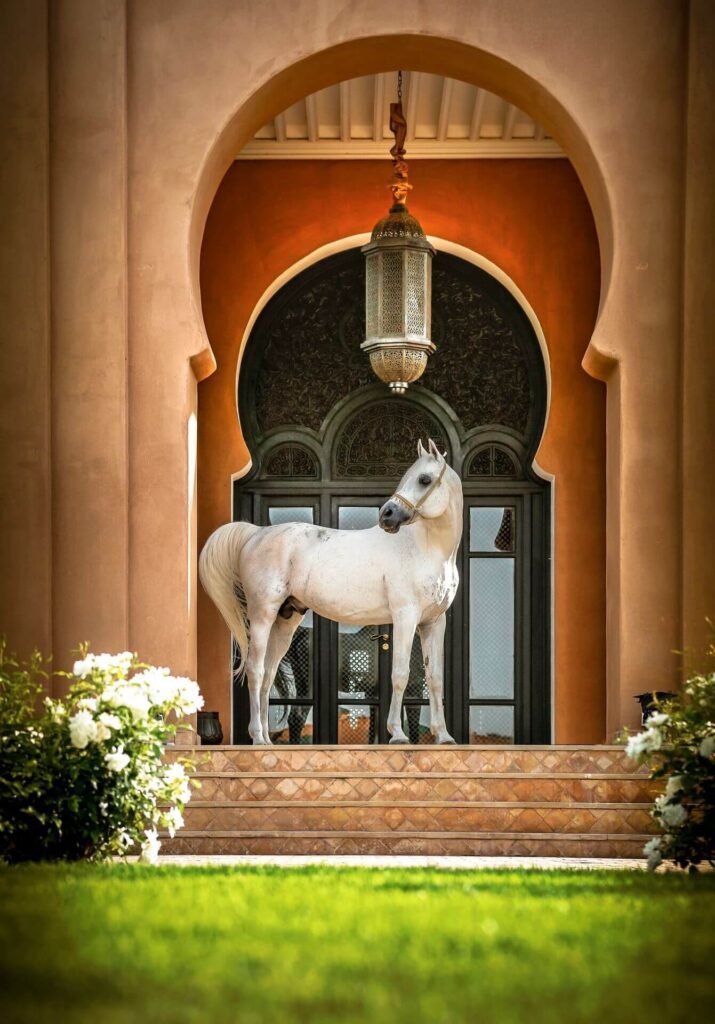 Cheval arabe au Selman Marrakech illustrant le domaine équestre unique de l’hôtel